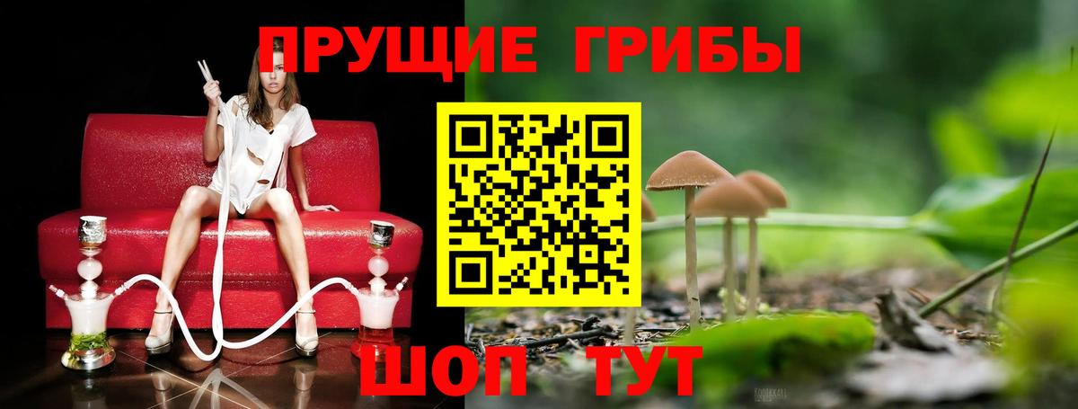 Галлюциногенные грибы прущие грибы  Вход с VPN  Углич  Галлюциногенные грибы Psilocybine cubensis 